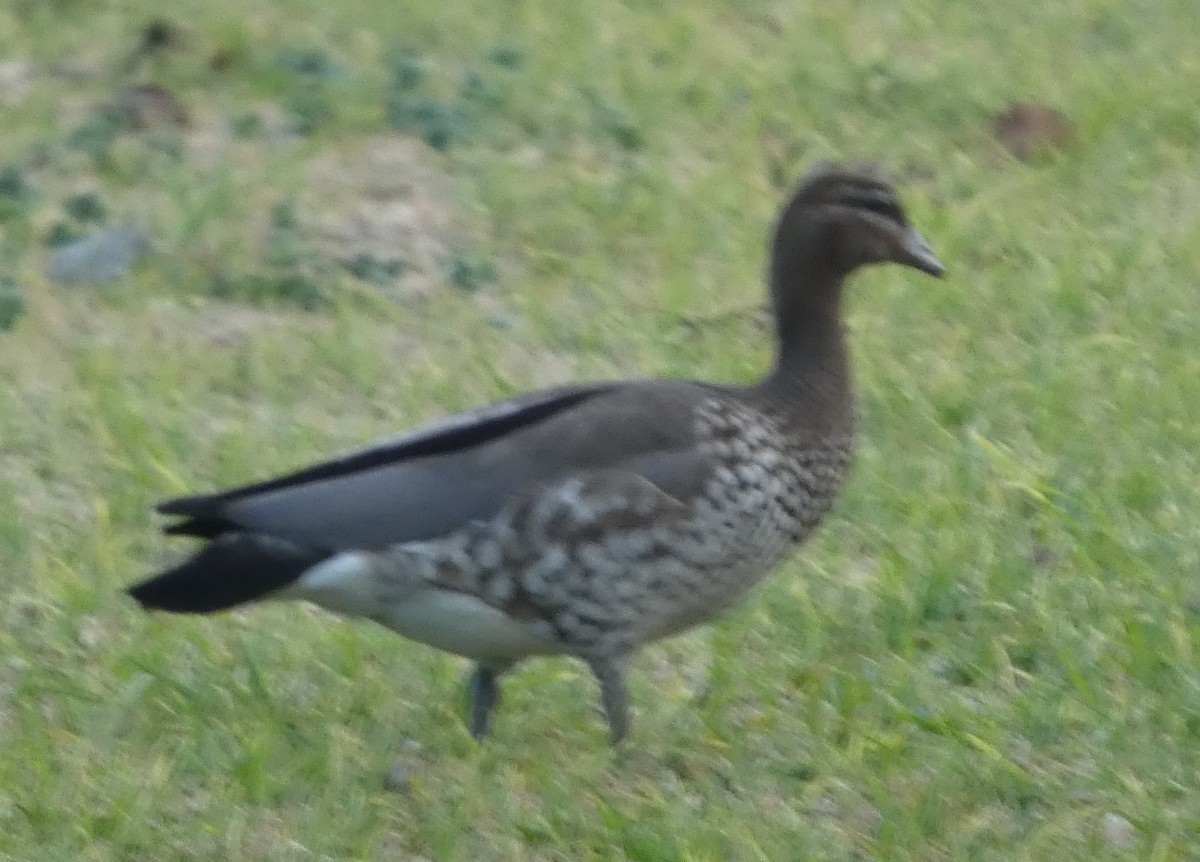 Maned Duck - ML638764226