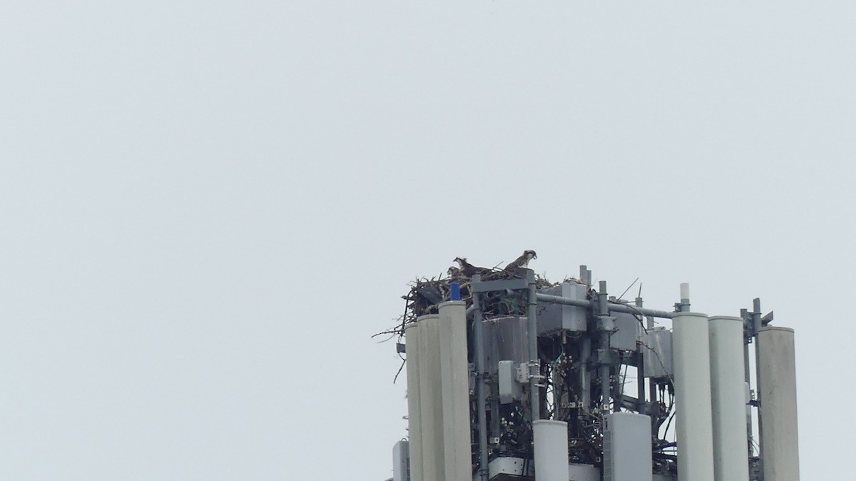 Osprey - ML638764227