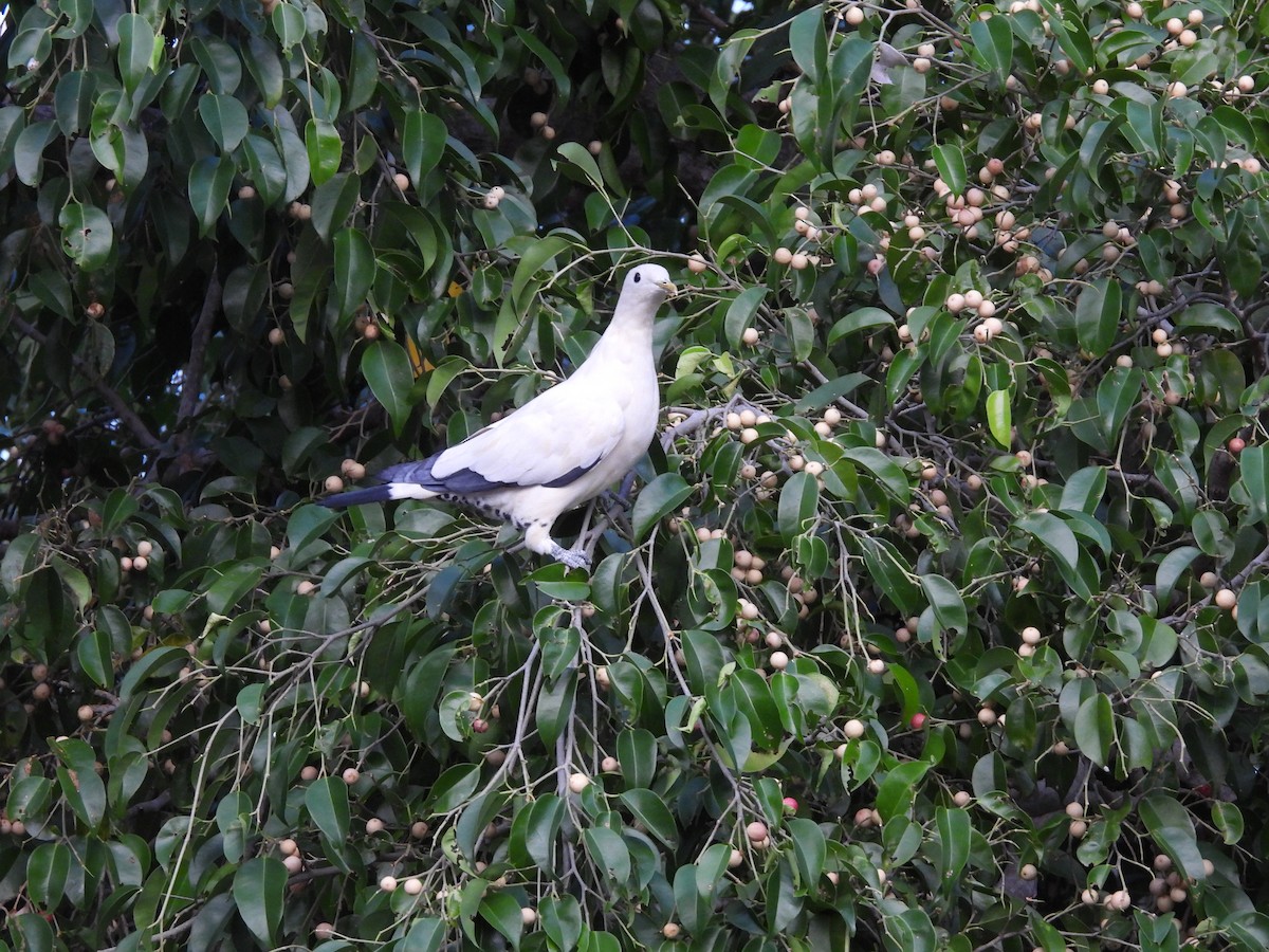 Torresian Imperial-Pigeon - ML638764230