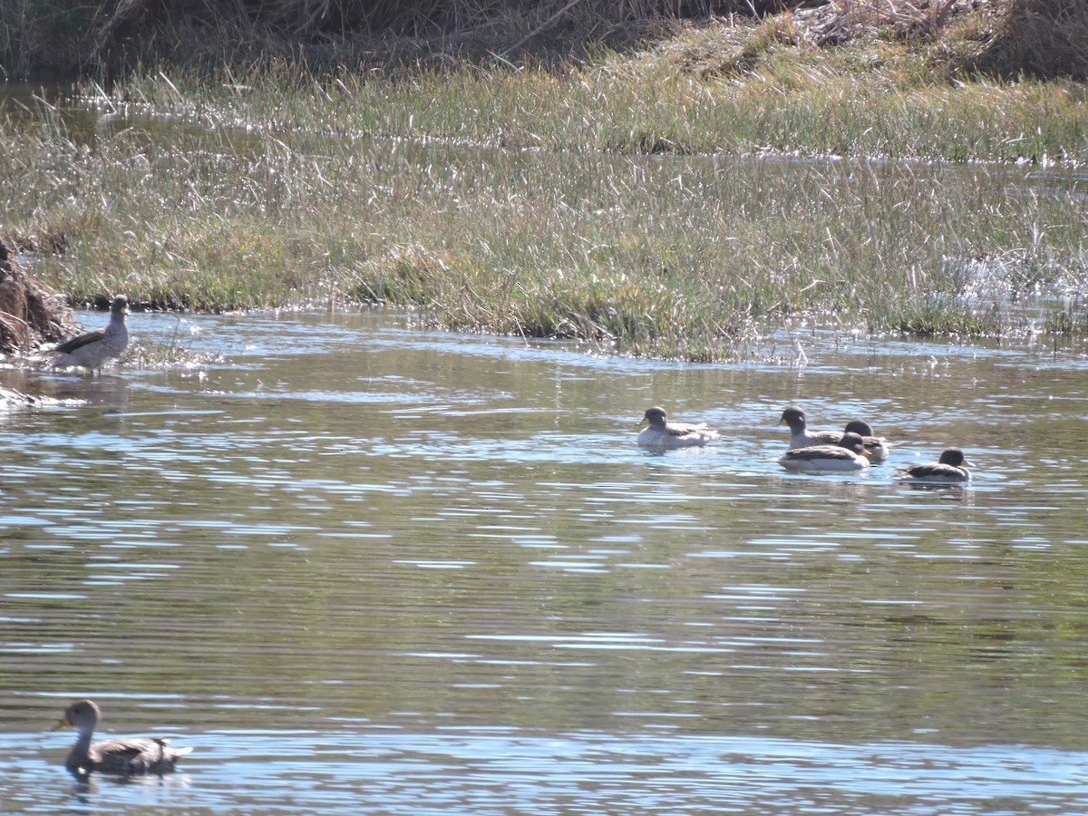 Yellow-billed Teal (oxyptera) - ML638764232