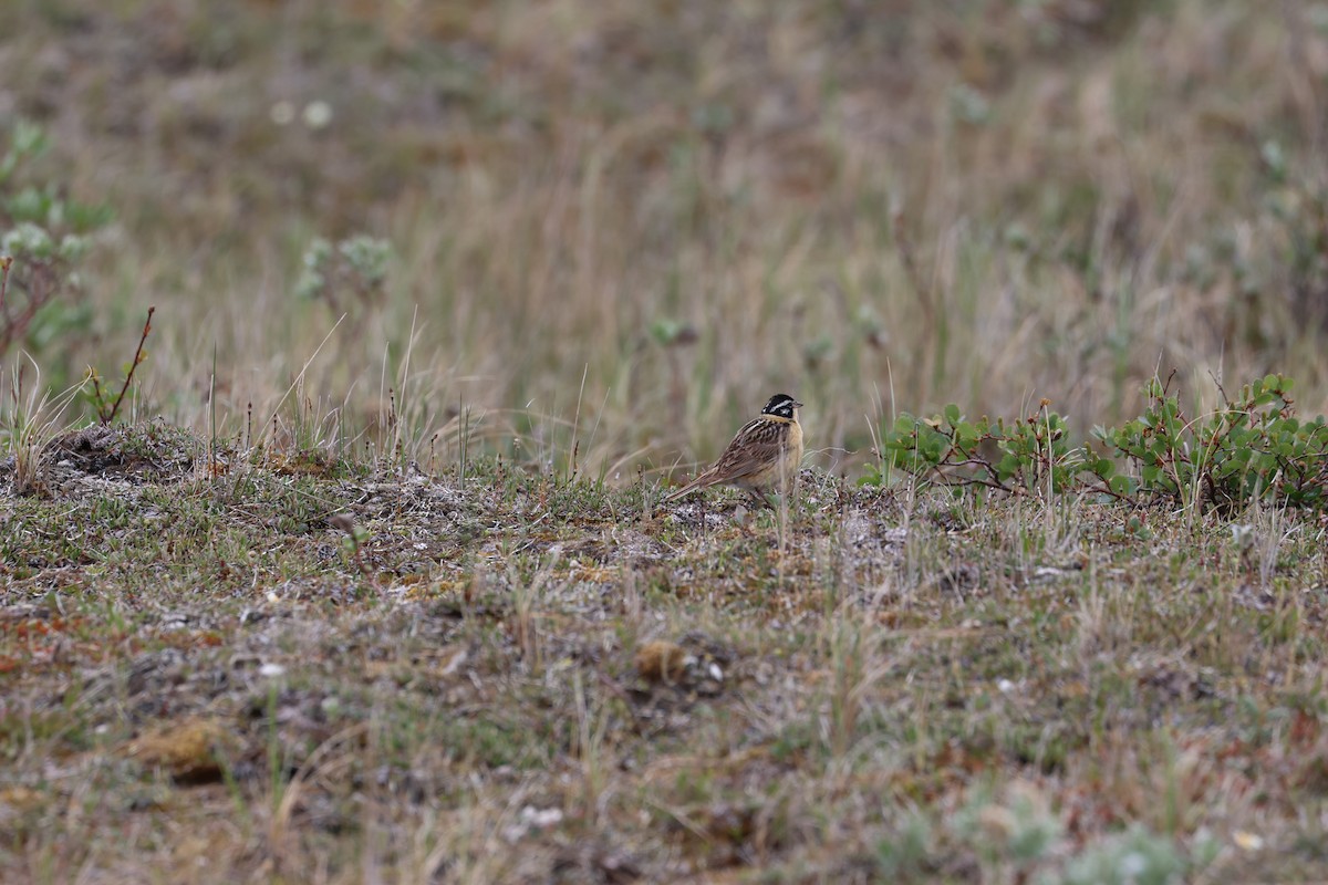 Smith's Longspur - ML638764233
