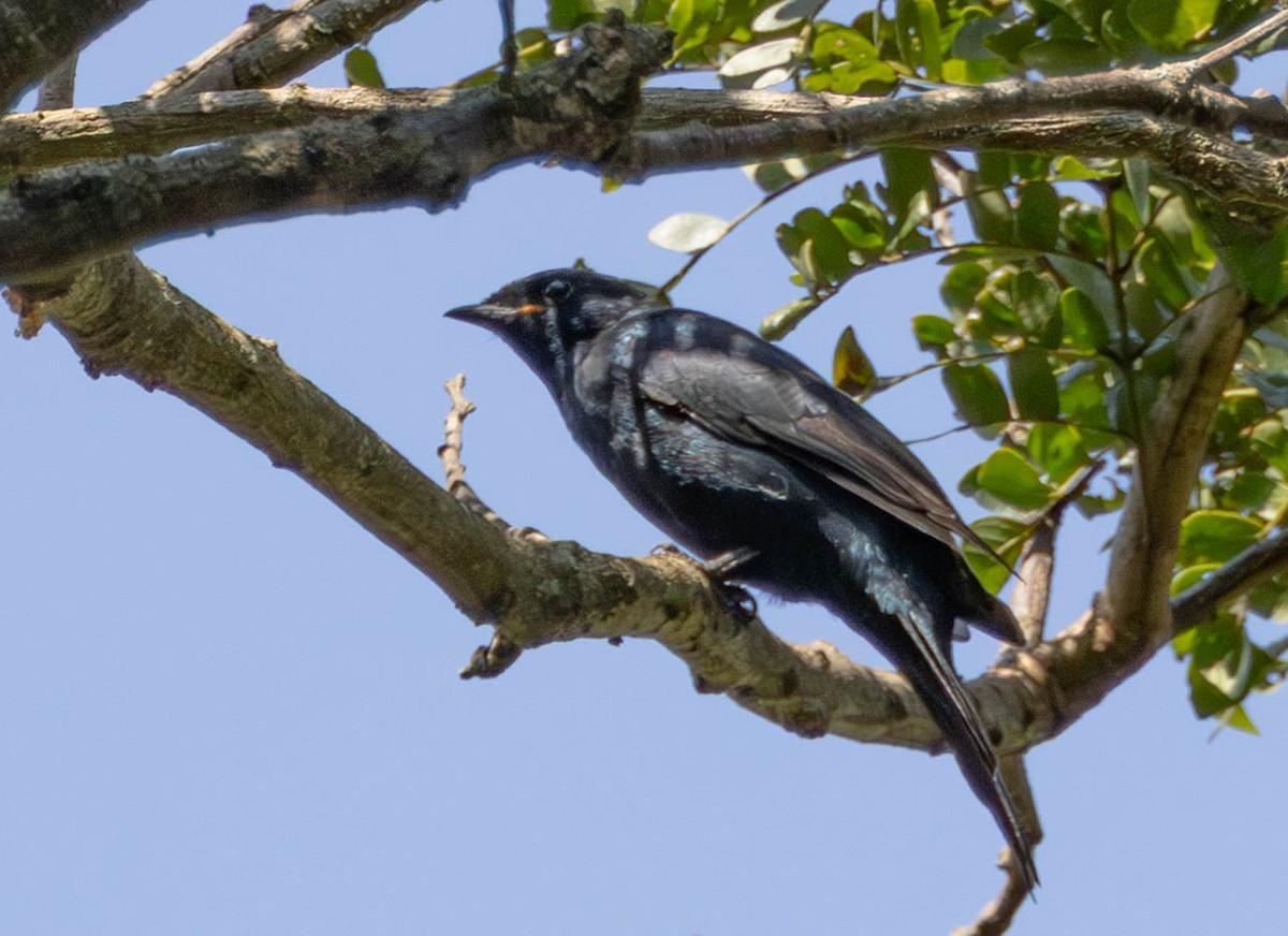 Black Cuckooshrike - ML638764234