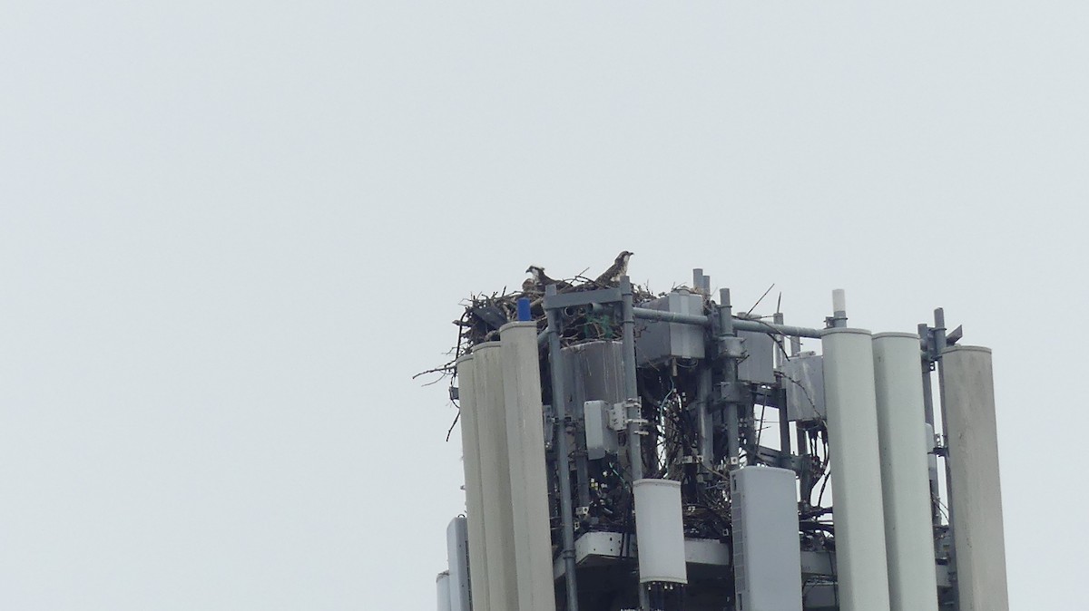 Osprey - ML638764236