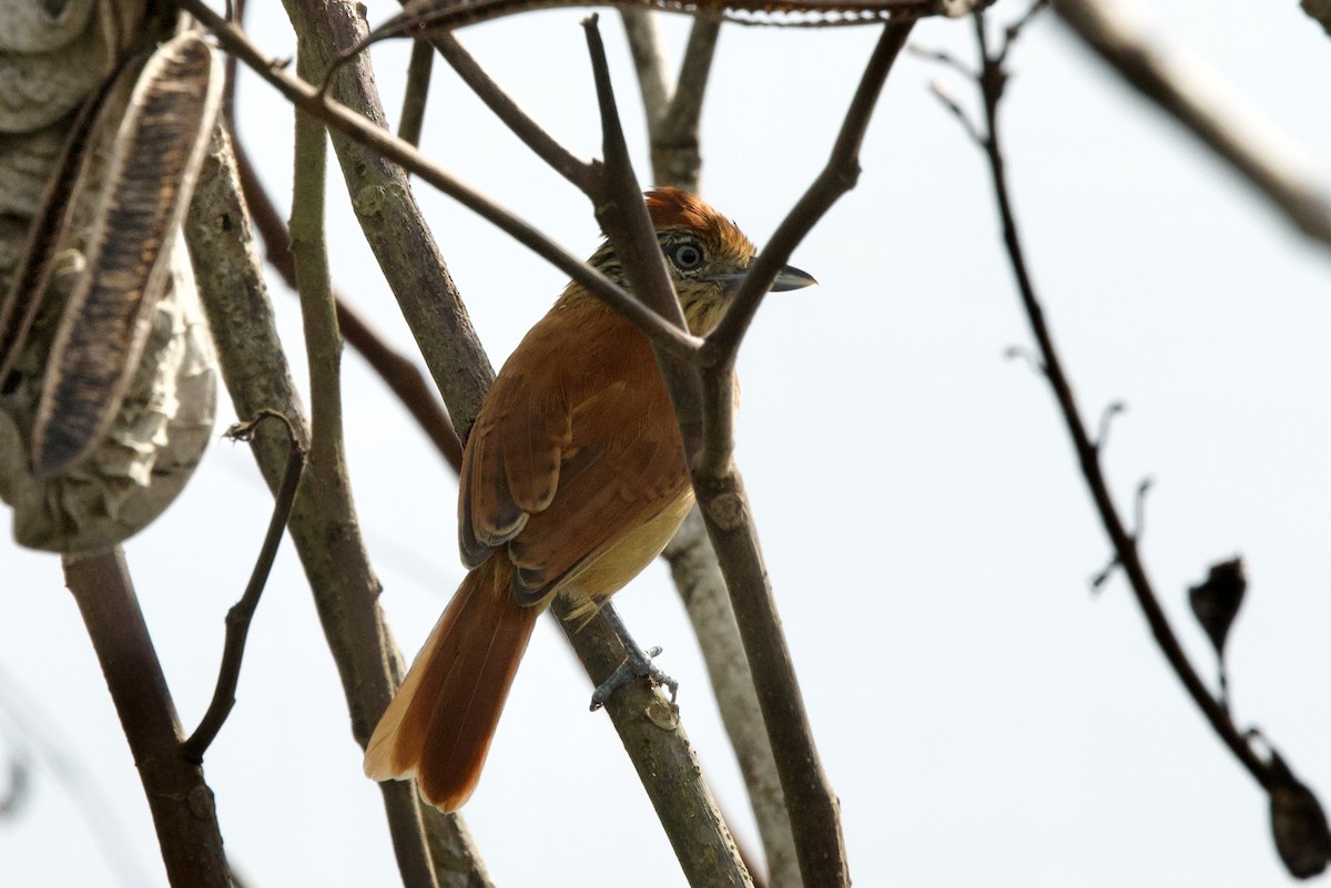 Barred Antshrike - ML638764237