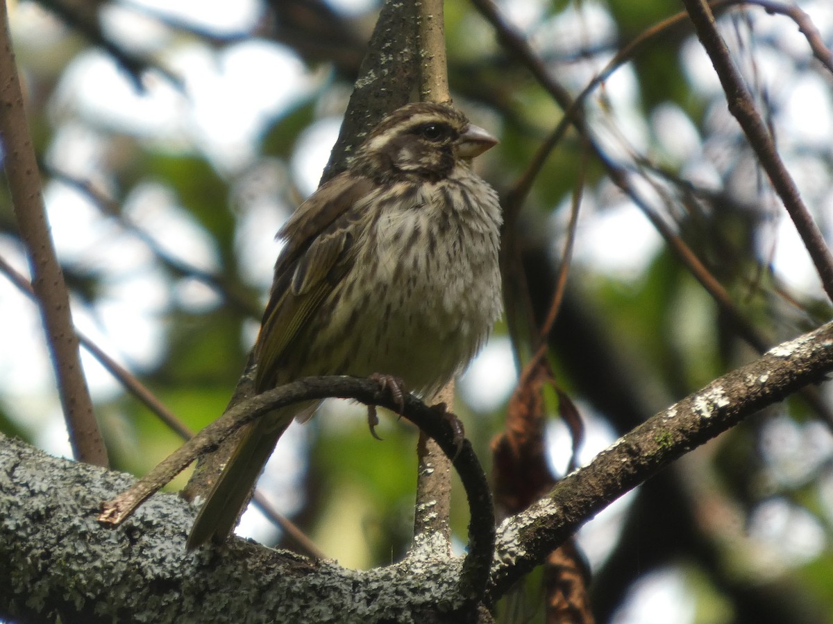 Streaky Seedeater - ML638764238