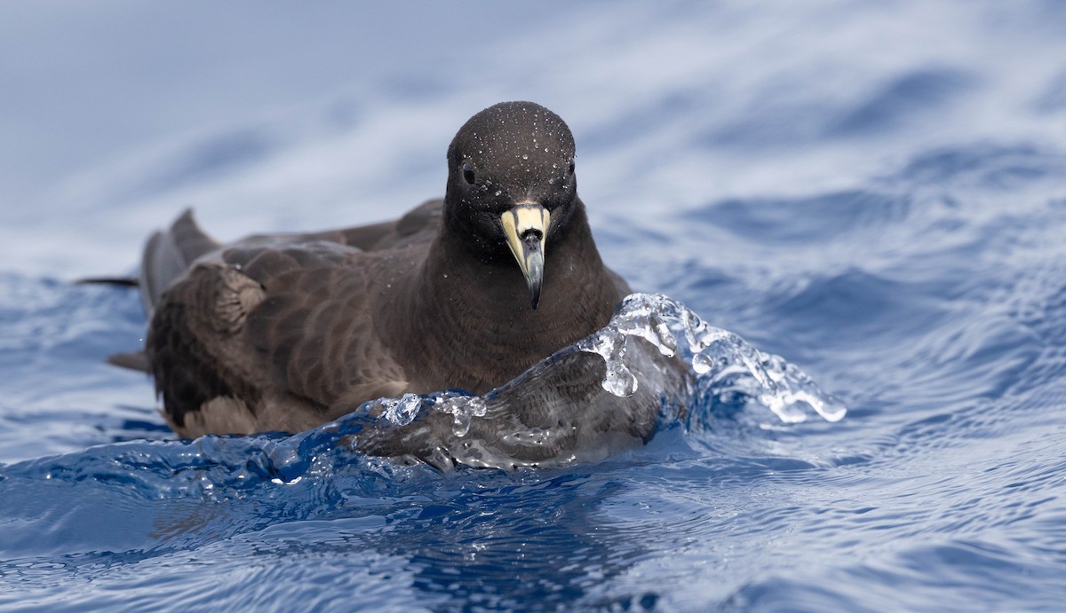 Parkinson's Petrel - ML638764239
