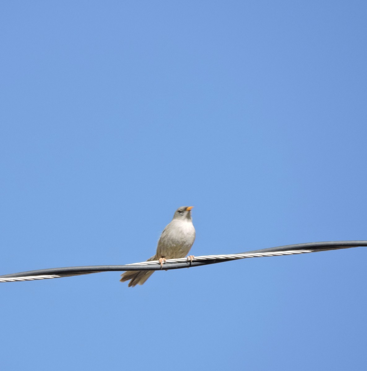 Slender-billed Finch - ML638764241