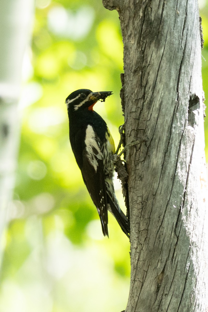 Williamson's Sapsucker - ML638764242
