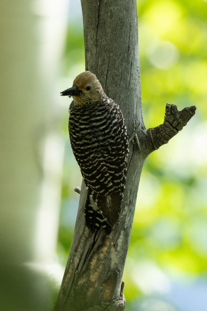 Williamson's Sapsucker - ML638764243