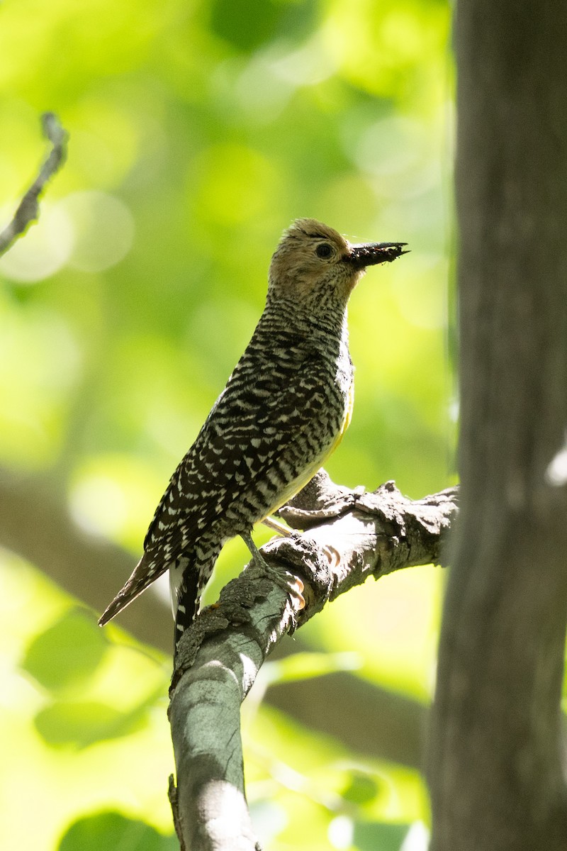 Williamson's Sapsucker - ML638764244