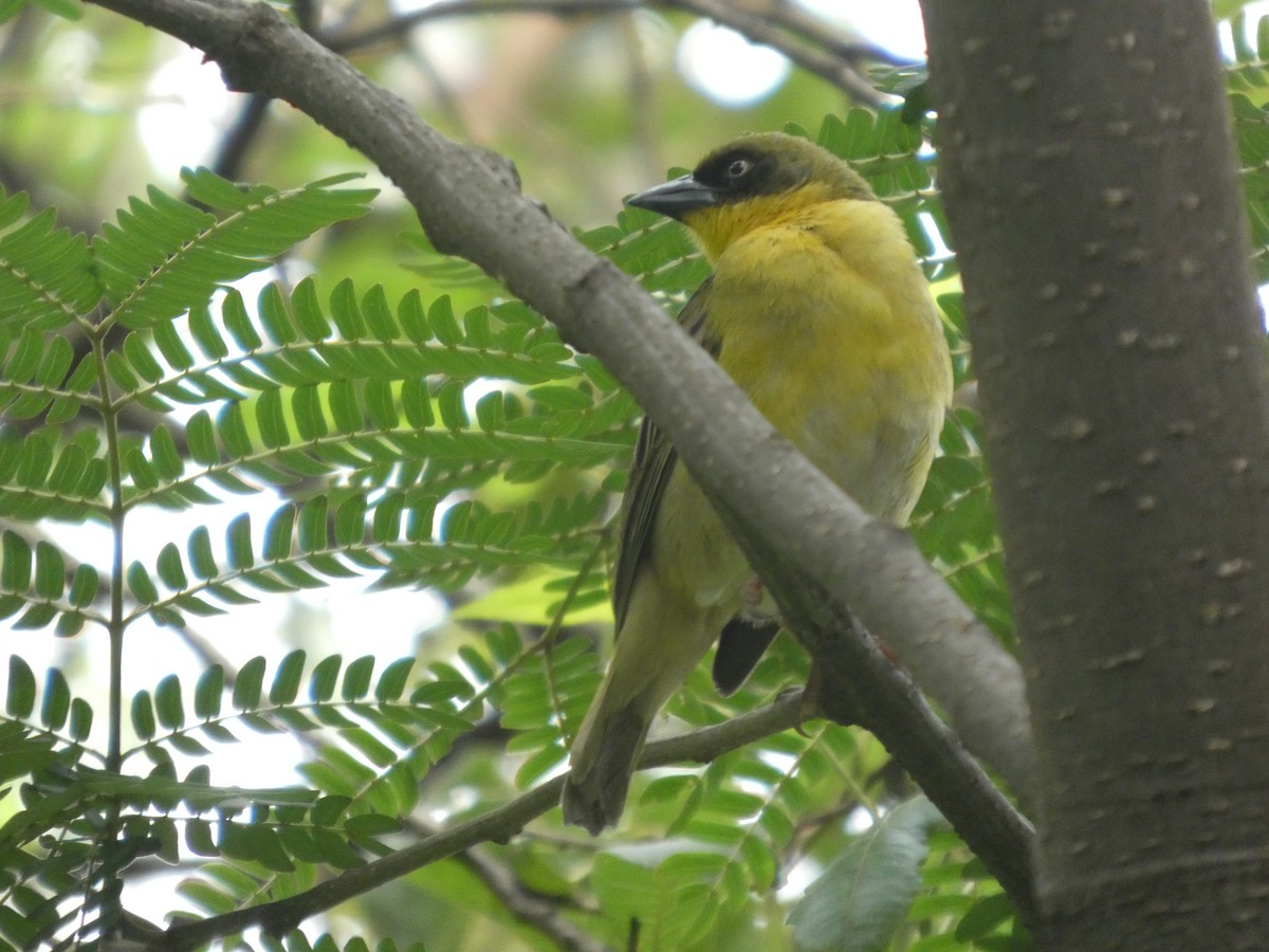 Baglafecht Weaver - ML638764245