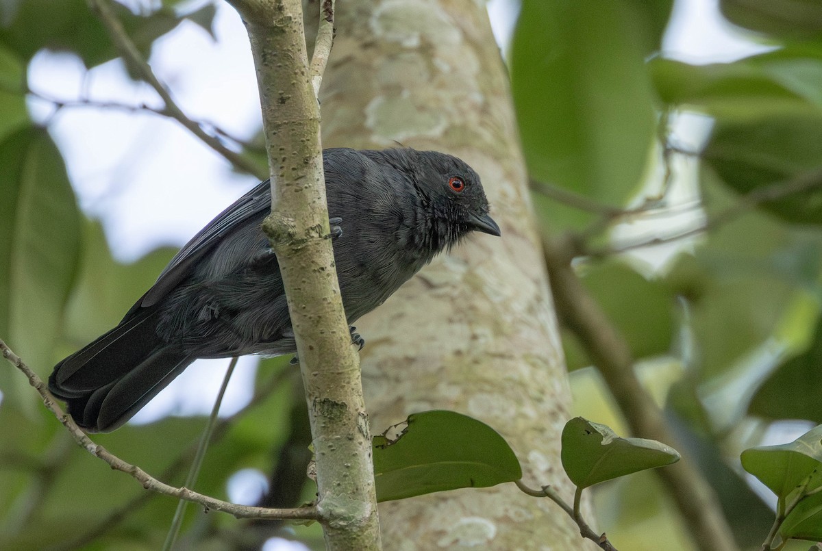 Dusky Tit - ML638764248