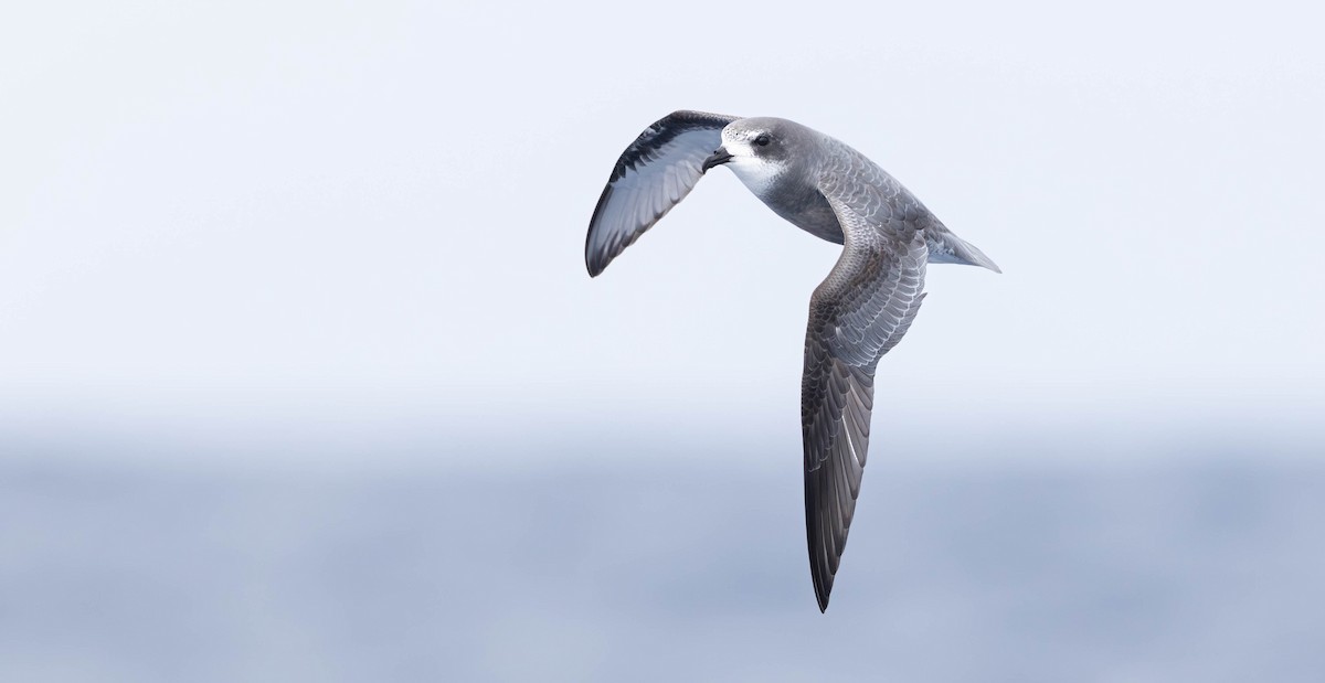 Mottled Petrel - ML638764250