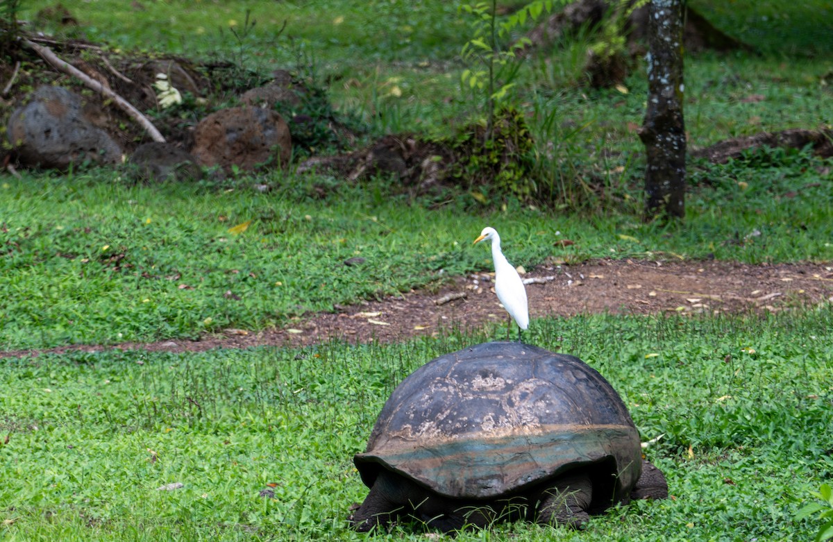Western Cattle-Egret - ML638764254