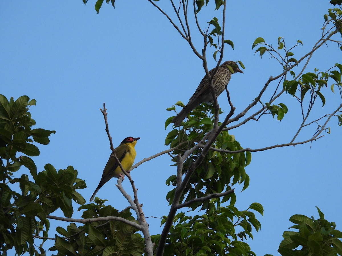 australfikenfugl (flaviventris gr.) - ML638764259
