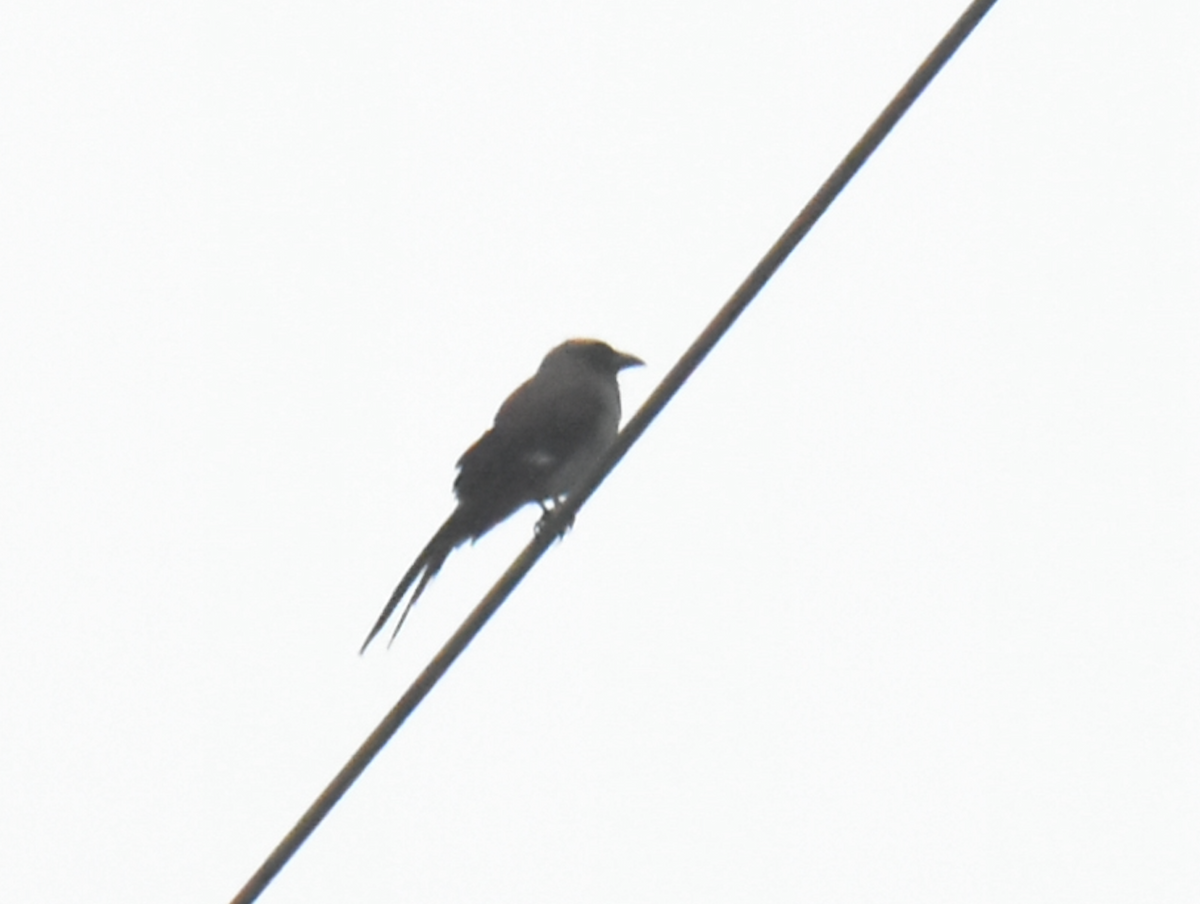 Gray Treepie - ML638764266