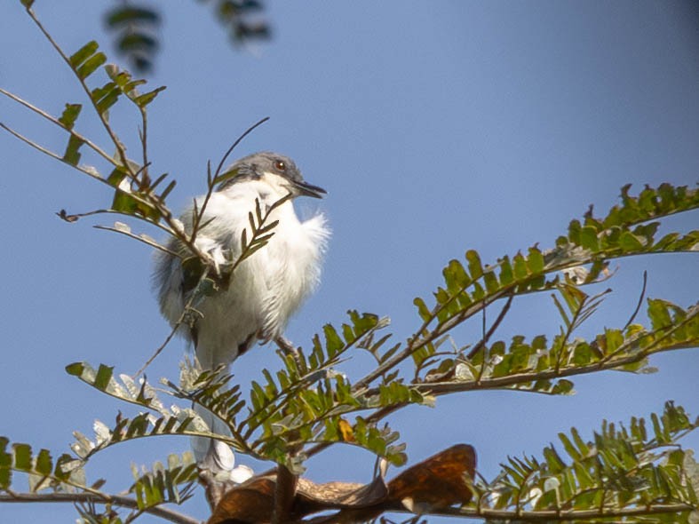 Buff-throated Apalis - ML638764274