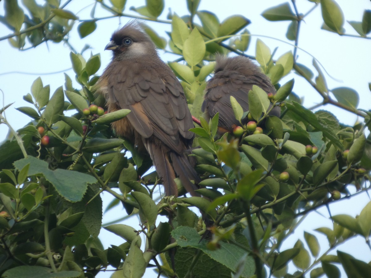 Speckled Mousebird - ML638764289
