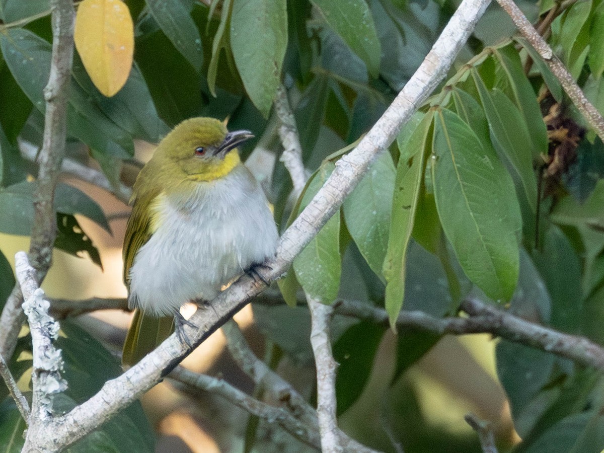 Yellow-necked Greenbul - ML638764301
