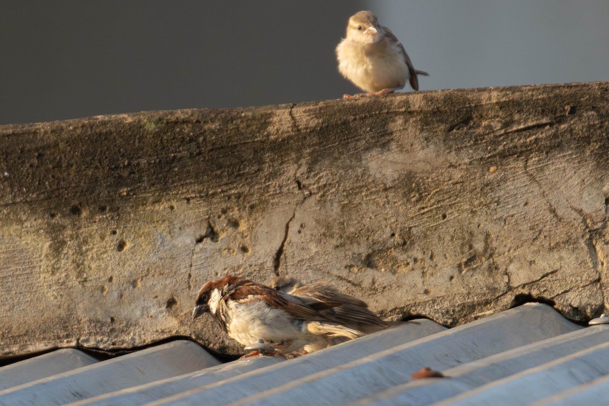 House Sparrow - ML638764324