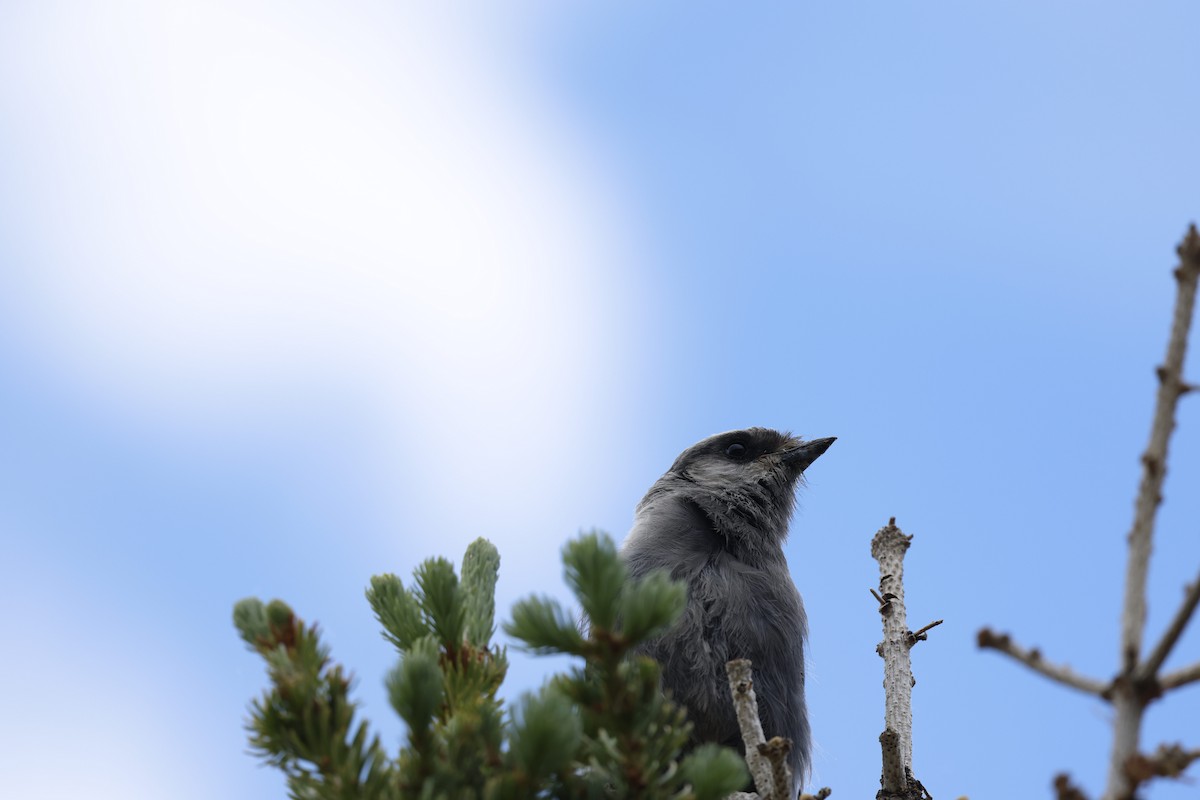 Canada Jay - ML638764327