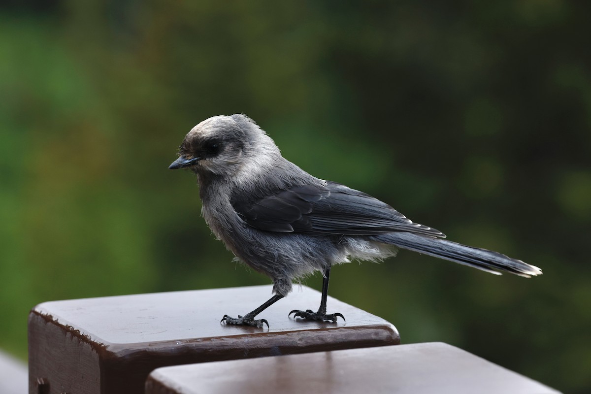 Canada Jay - ML638764328