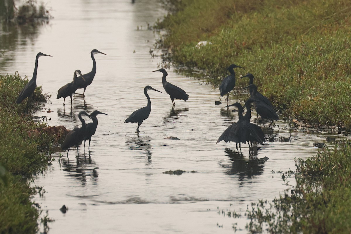 Black Heron - ML638764333