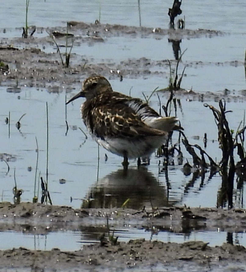 Least Sandpiper - ML638764359