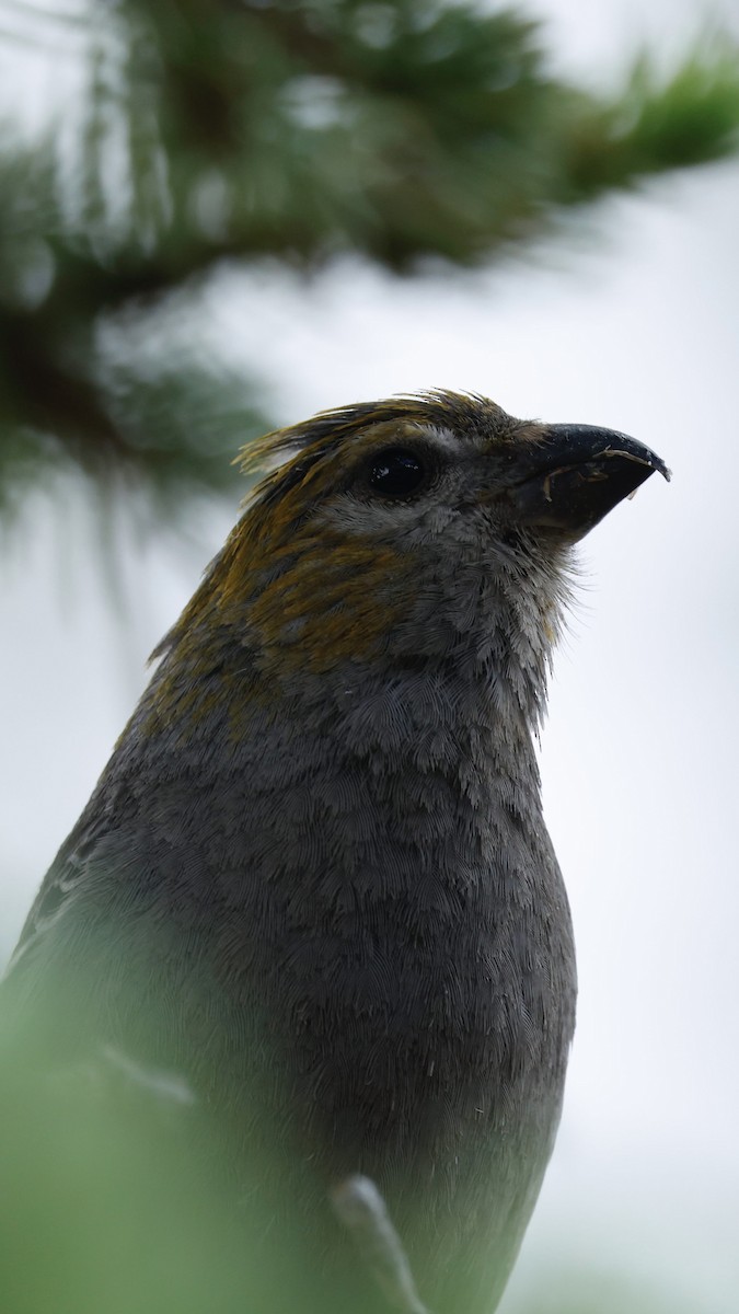 Pine Grosbeak - ML638764377