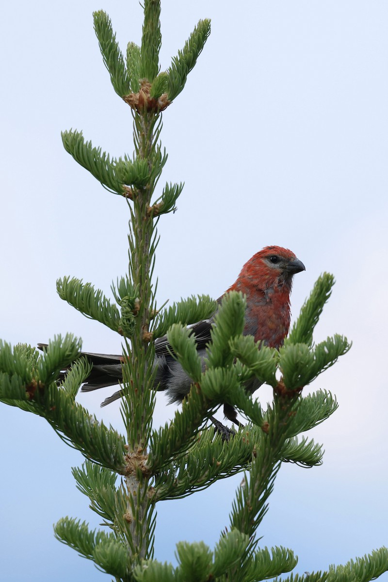 Pine Grosbeak - ML638764378