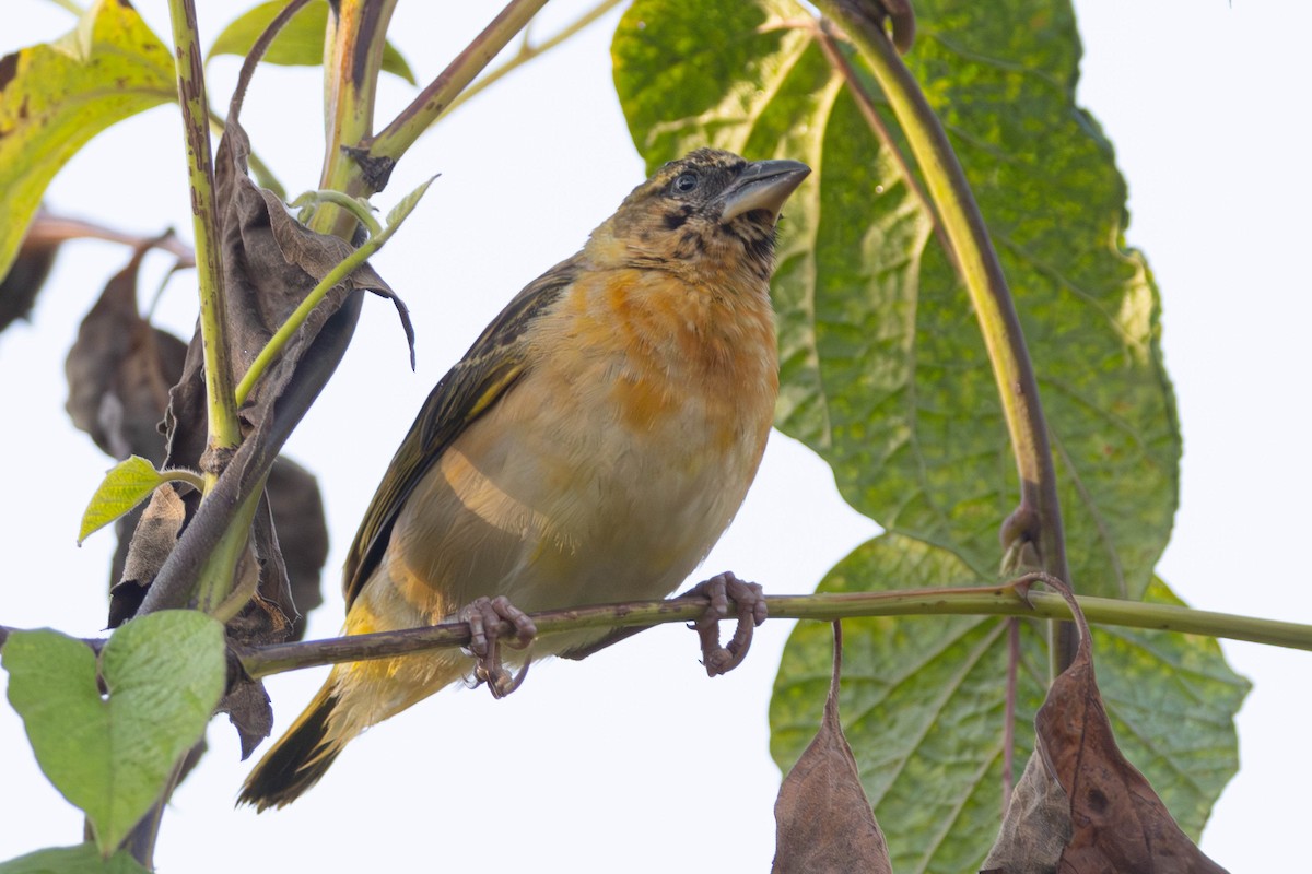 Black-headed Weaver - ML638764382