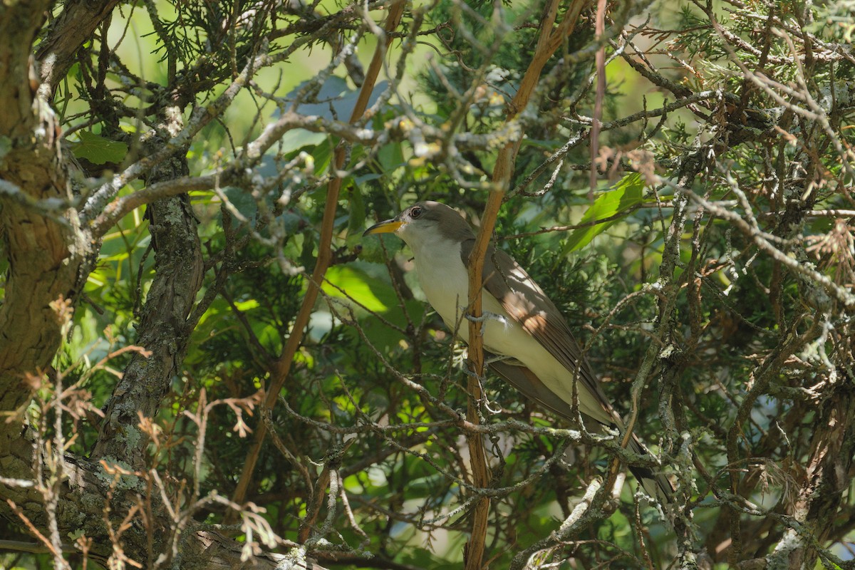 Yellow-billed Cuckoo - ML638764388