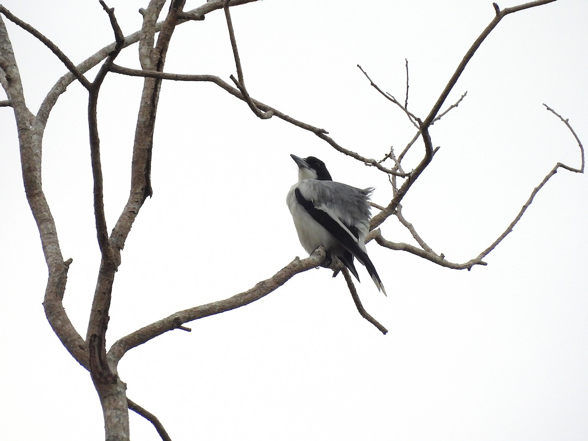 Silver-backed Butcherbird - ML638764406