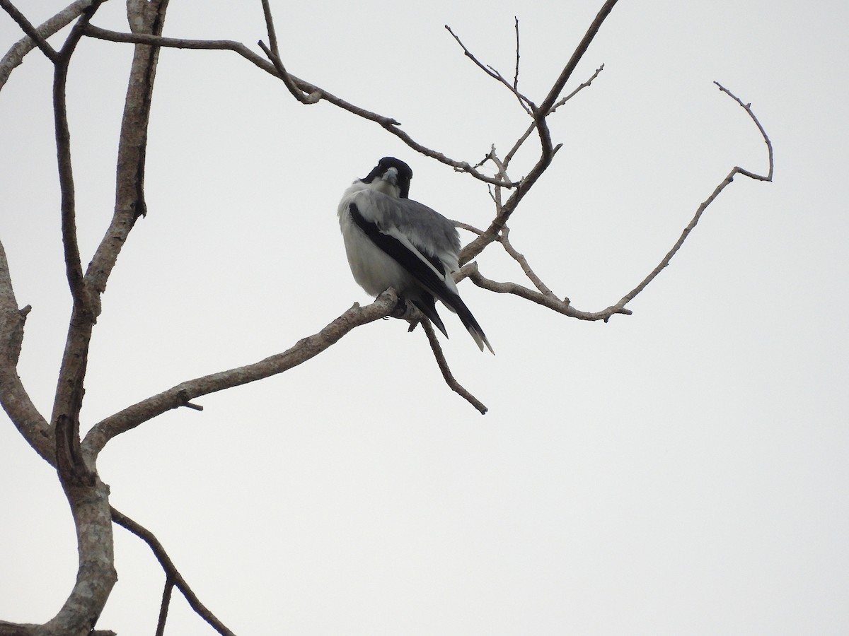 Silver-backed Butcherbird - ML638764408