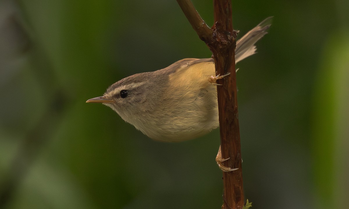 Yellowish-bellied Bush Warbler - ML638764409