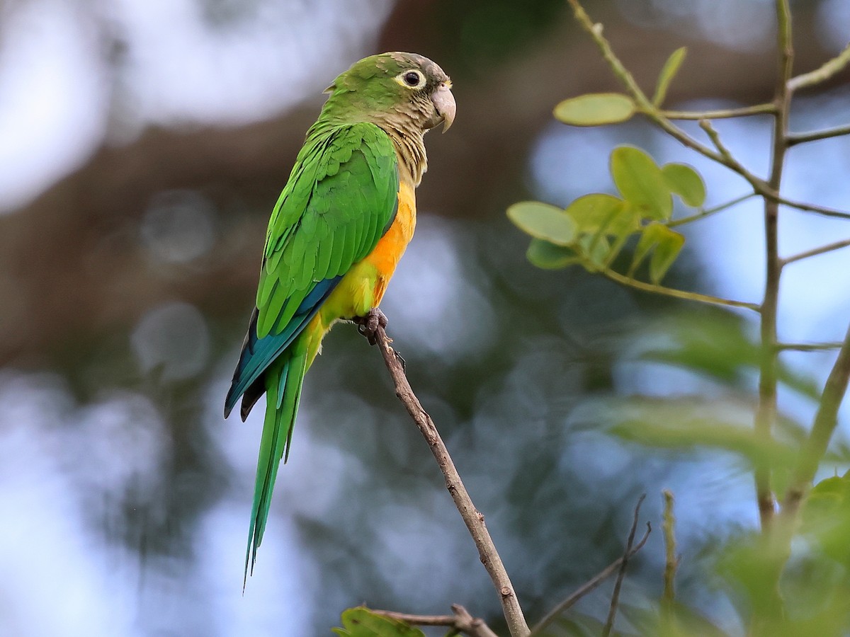 Cactus Parakeet - ML638764412