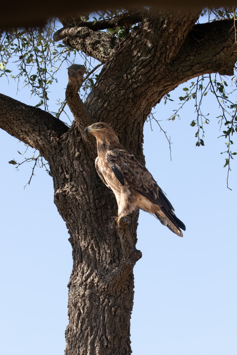 Tawny Eagle - ML638764413