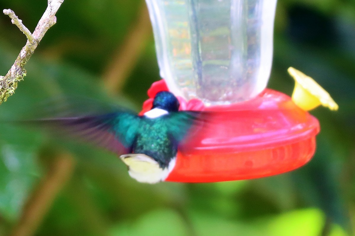 White-necked Jacobin - ML638764414