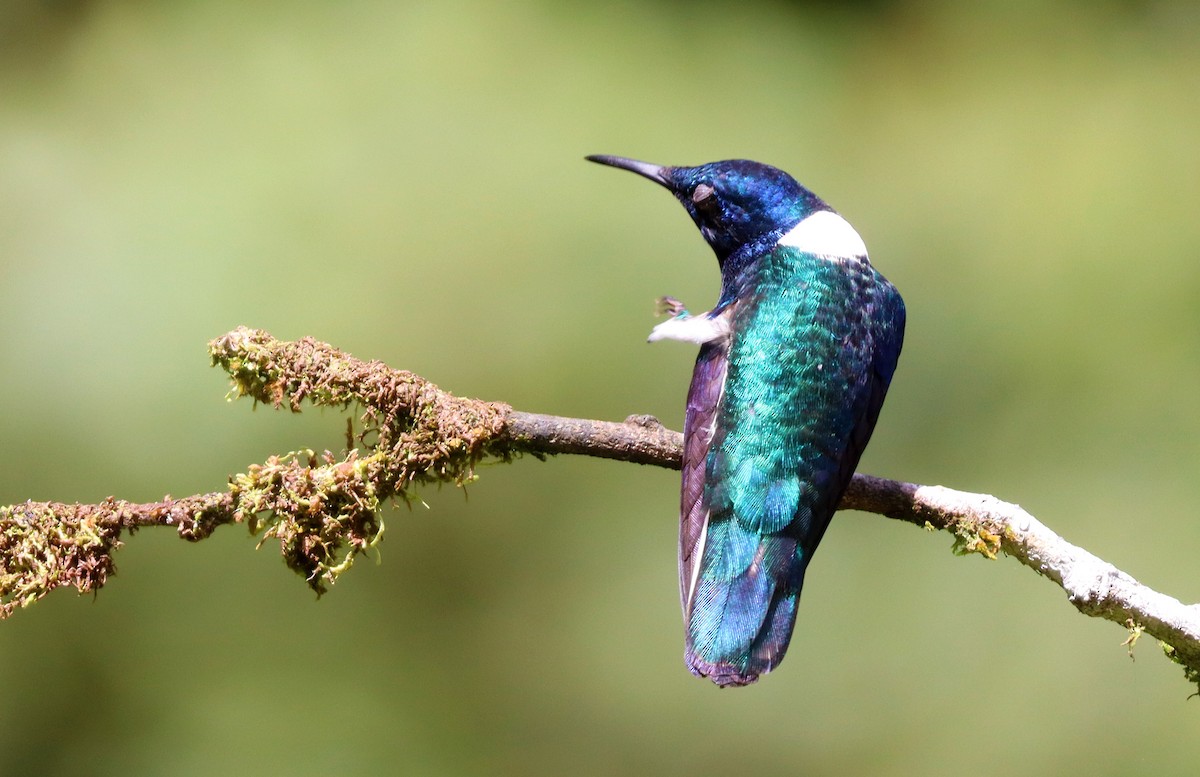 White-necked Jacobin - ML638764415