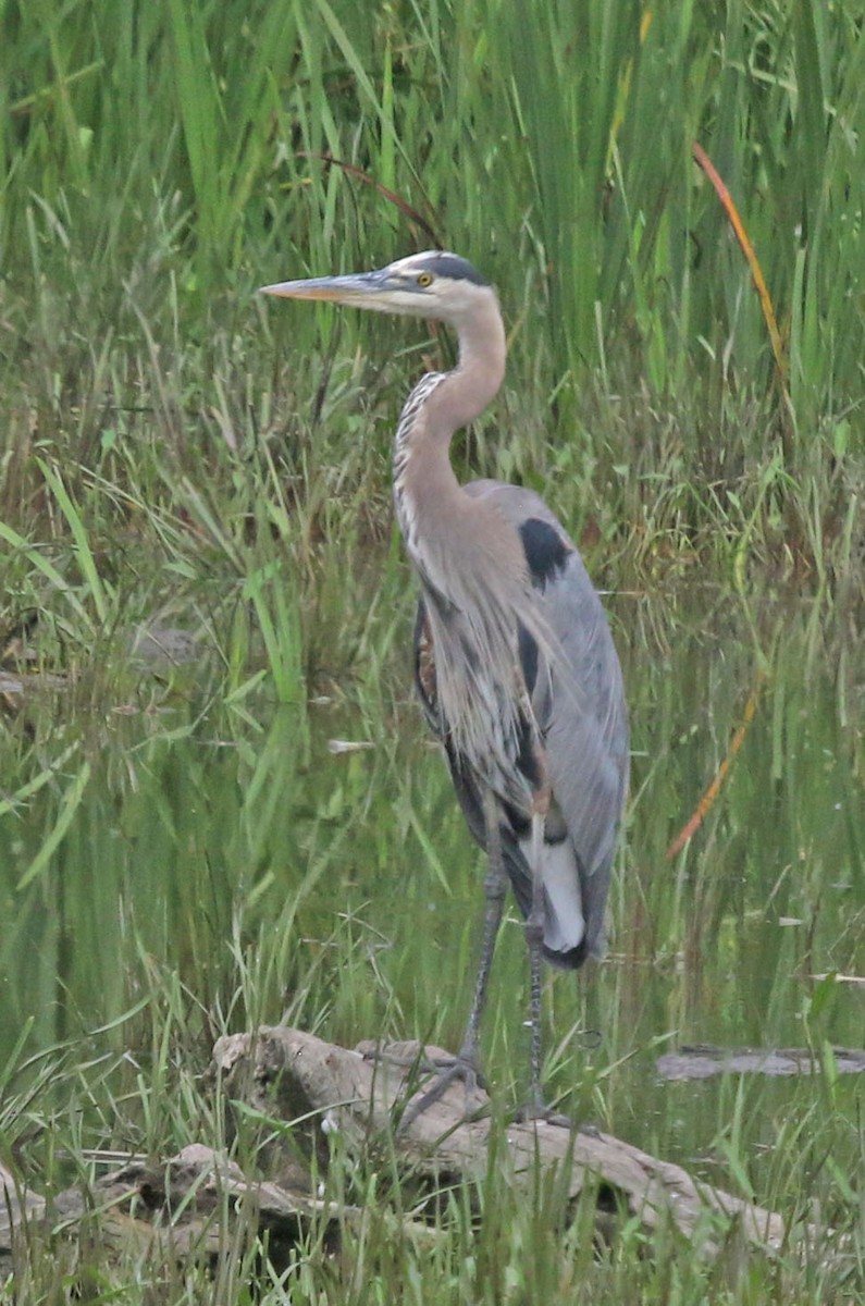 Great Blue Heron - ML638764418