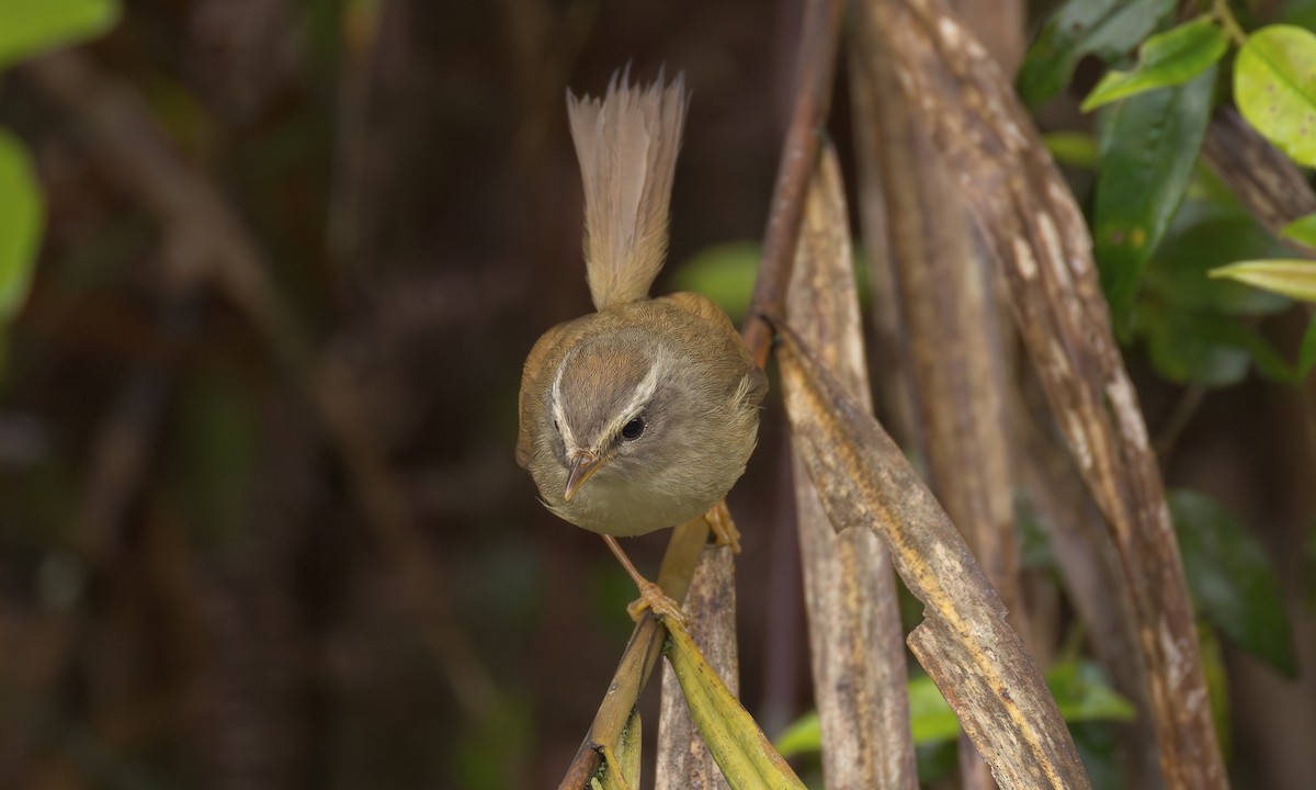 Yellowish-bellied Bush Warbler - ML638764421