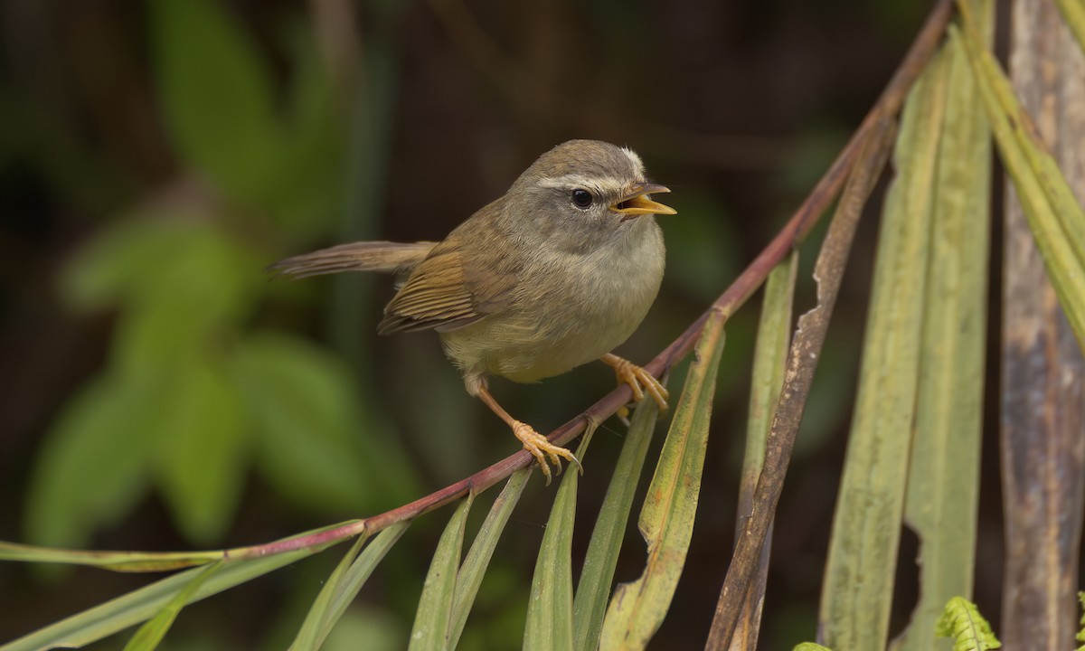 Yellowish-bellied Bush Warbler - ML638764422