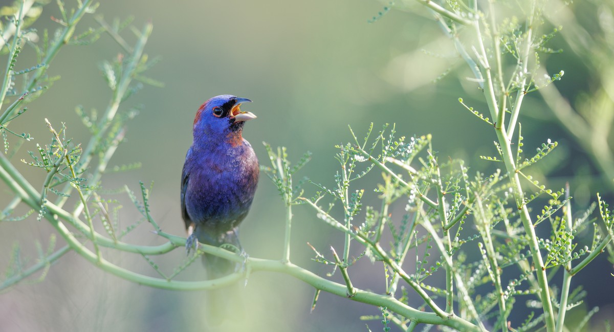 Varied Bunting - ML638764423