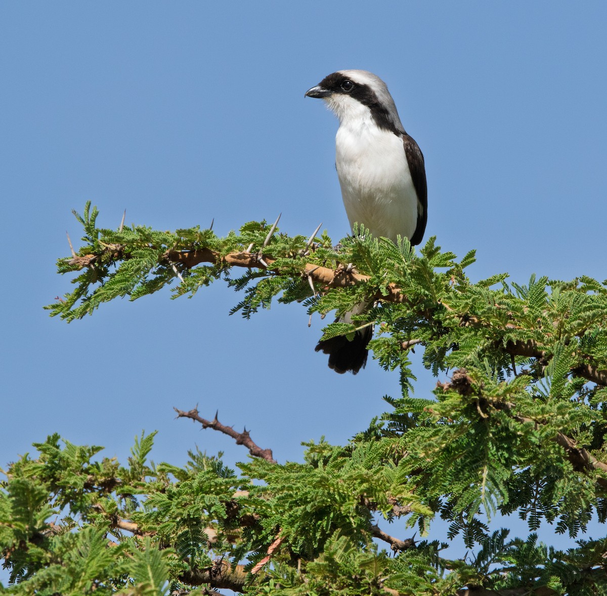 Gray-backed Fiscal - ML638764425