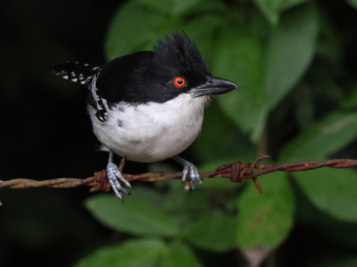 Great Antshrike - ML638764427