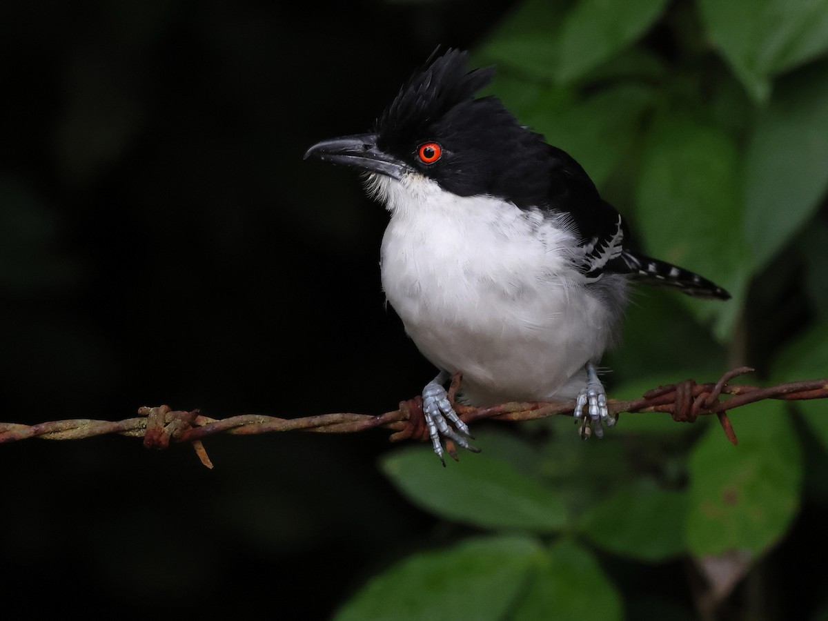 Great Antshrike - ML638764428