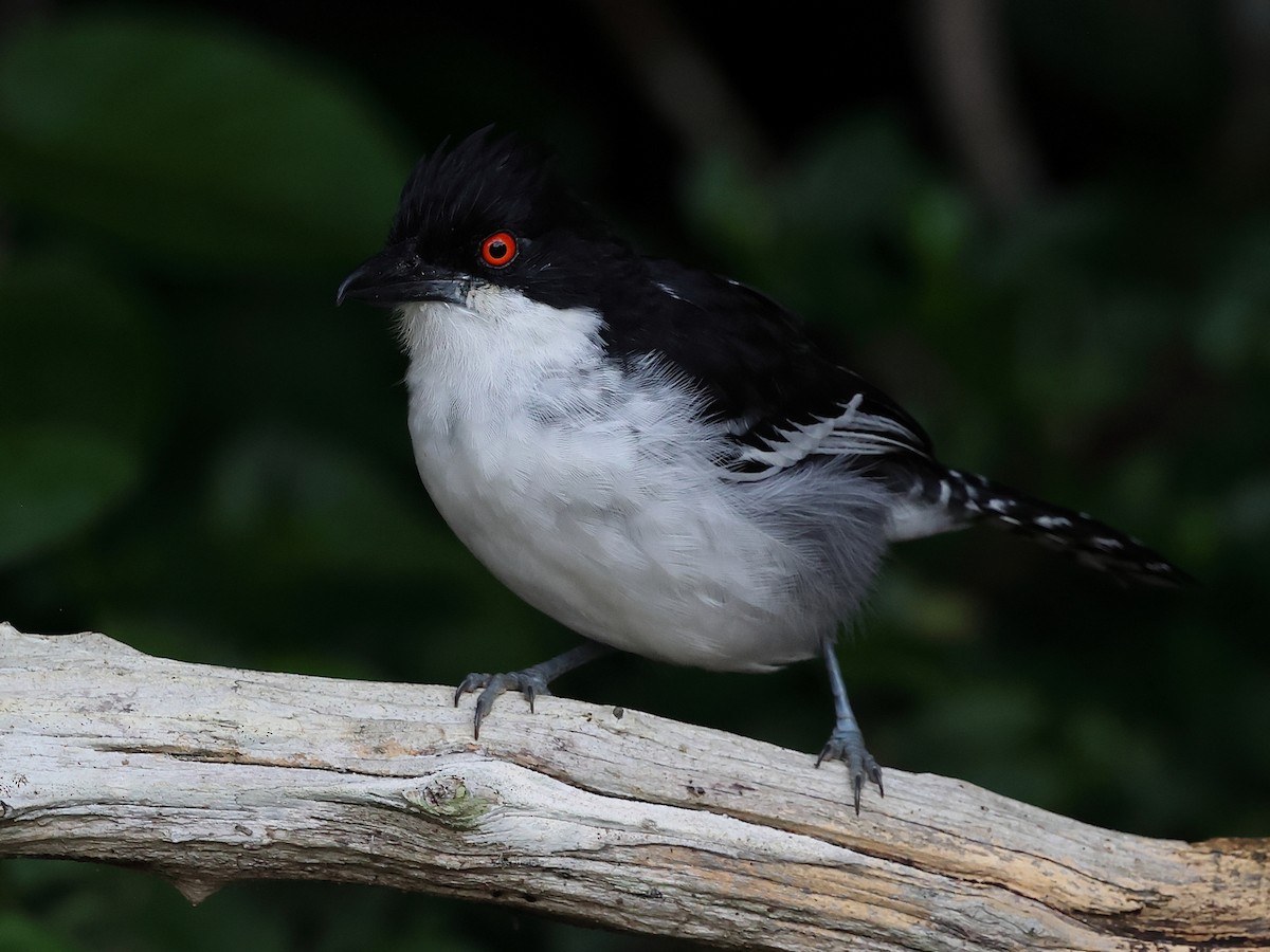 Great Antshrike - ML638764429