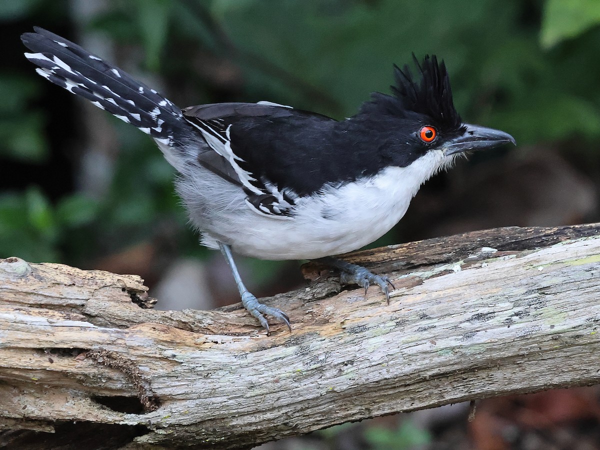 Great Antshrike - ML638764430