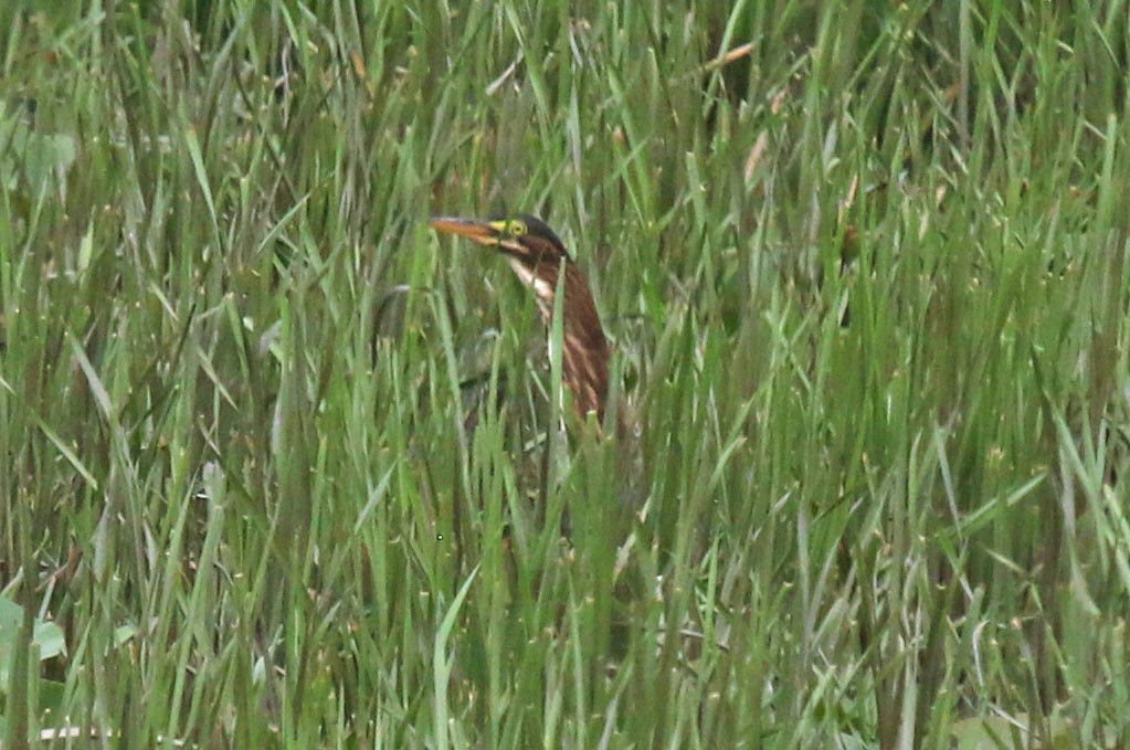 Green Heron - ML638764434