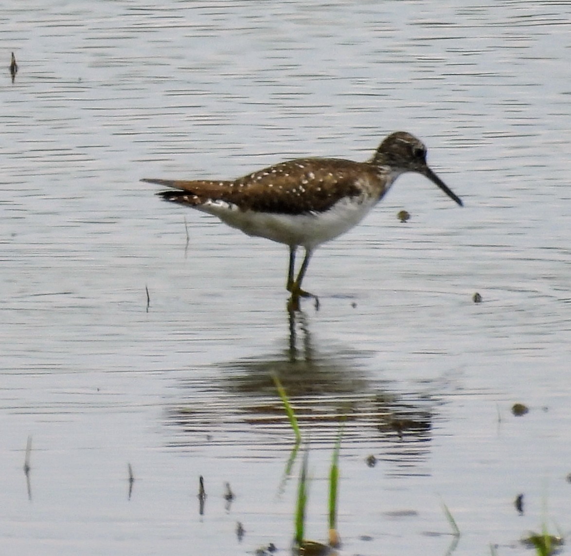 Solitary Sandpiper - ML638764435